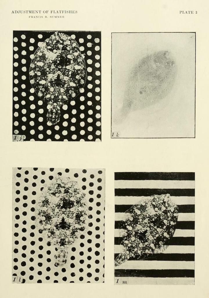 A scientific plate titled "Adjustment of Flatfishes" by Francis B. Sumner. It features four separate black and white photographs arranged in a 2x2 grid. Each photograph depicts a flatfish against a different patterned background.