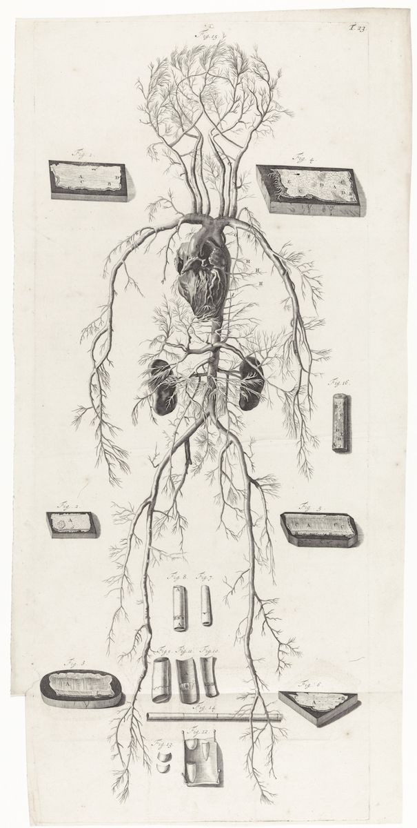 A detailed anatomical illustration of the human circulatory, digestive, and urinary systems, with a central heart and surrounding diagrams.