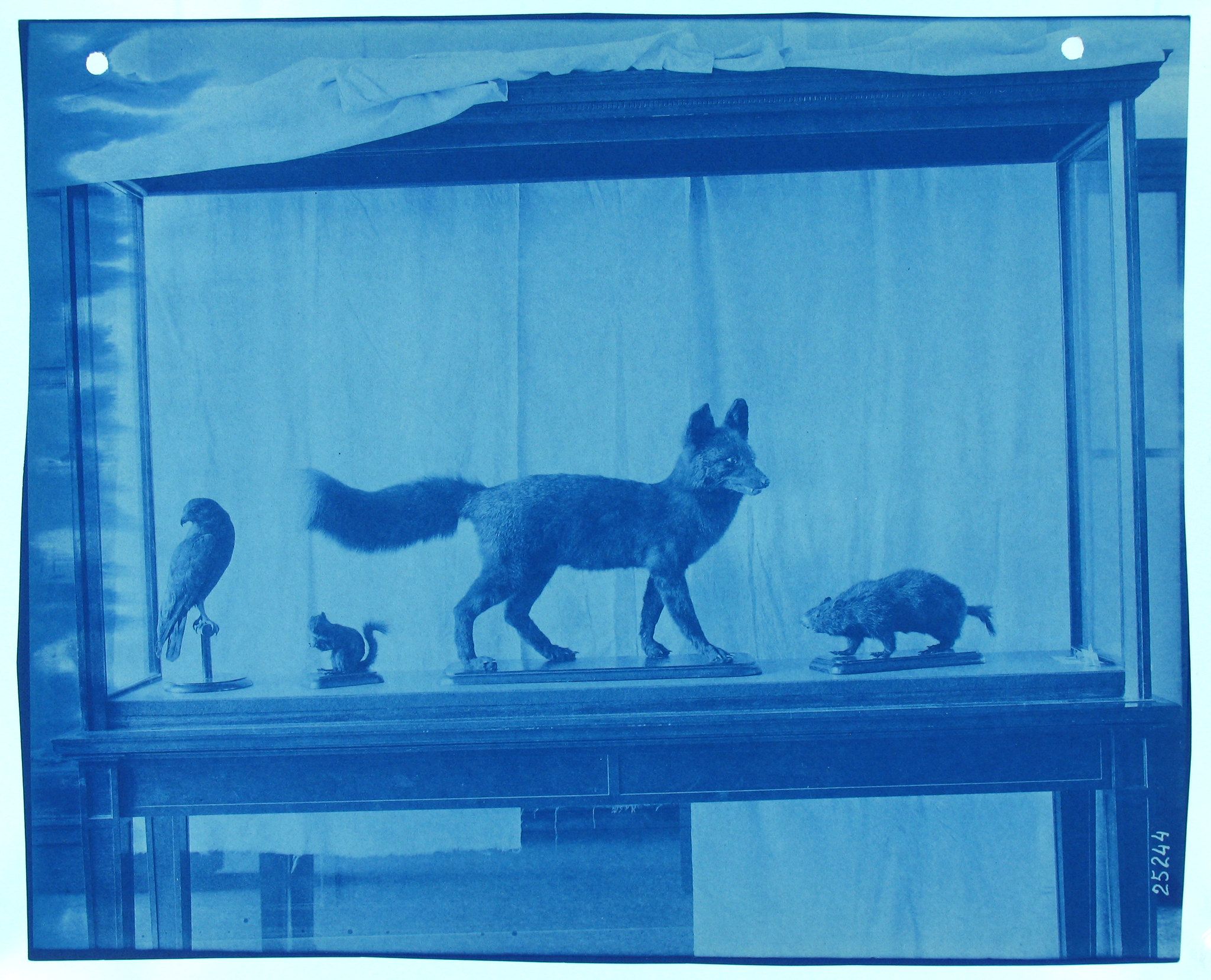A vintage cyanotype photograph of a display case containing taxidermied animals.