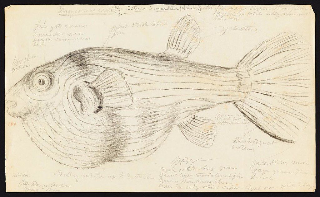 A vintage pencil sketch of a fish on aged paper with handwritten notes around it.