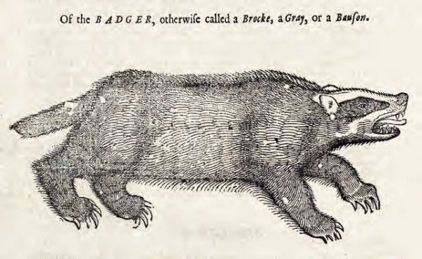 Vintage woodcut illustration of a badger with black and white striped face, in a side profile.