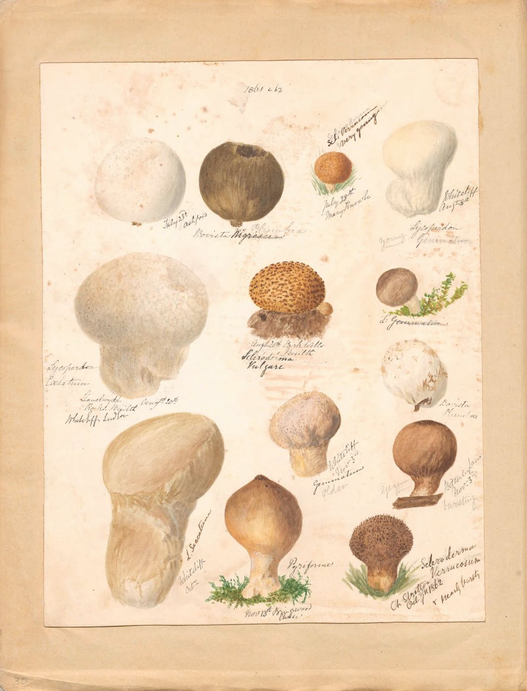 Vintage botanical illustration of various mushroom species on aged paper.