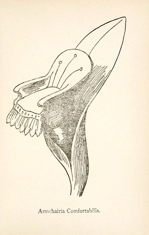Vintage illustration of an armchair with pins stuck in the back, labeled 'Armchairia Comfortabilis'.
