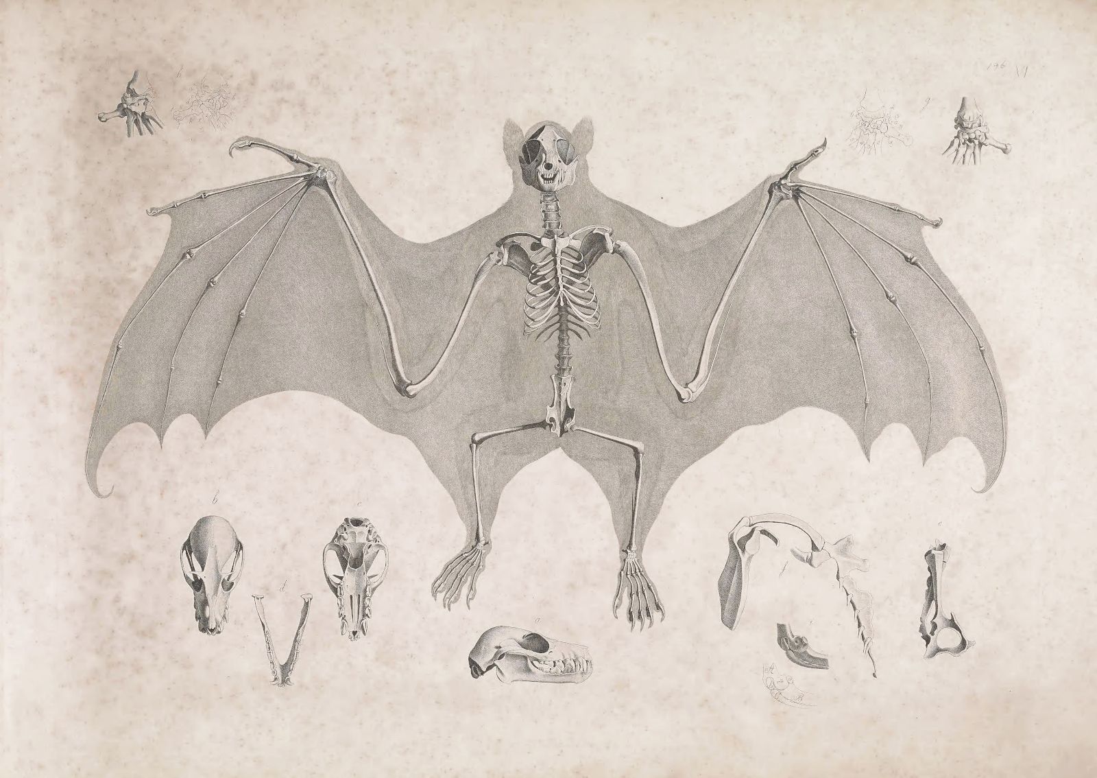 Vintage illustration of a bat skeleton with surrounding anatomical details and spider illustrations.