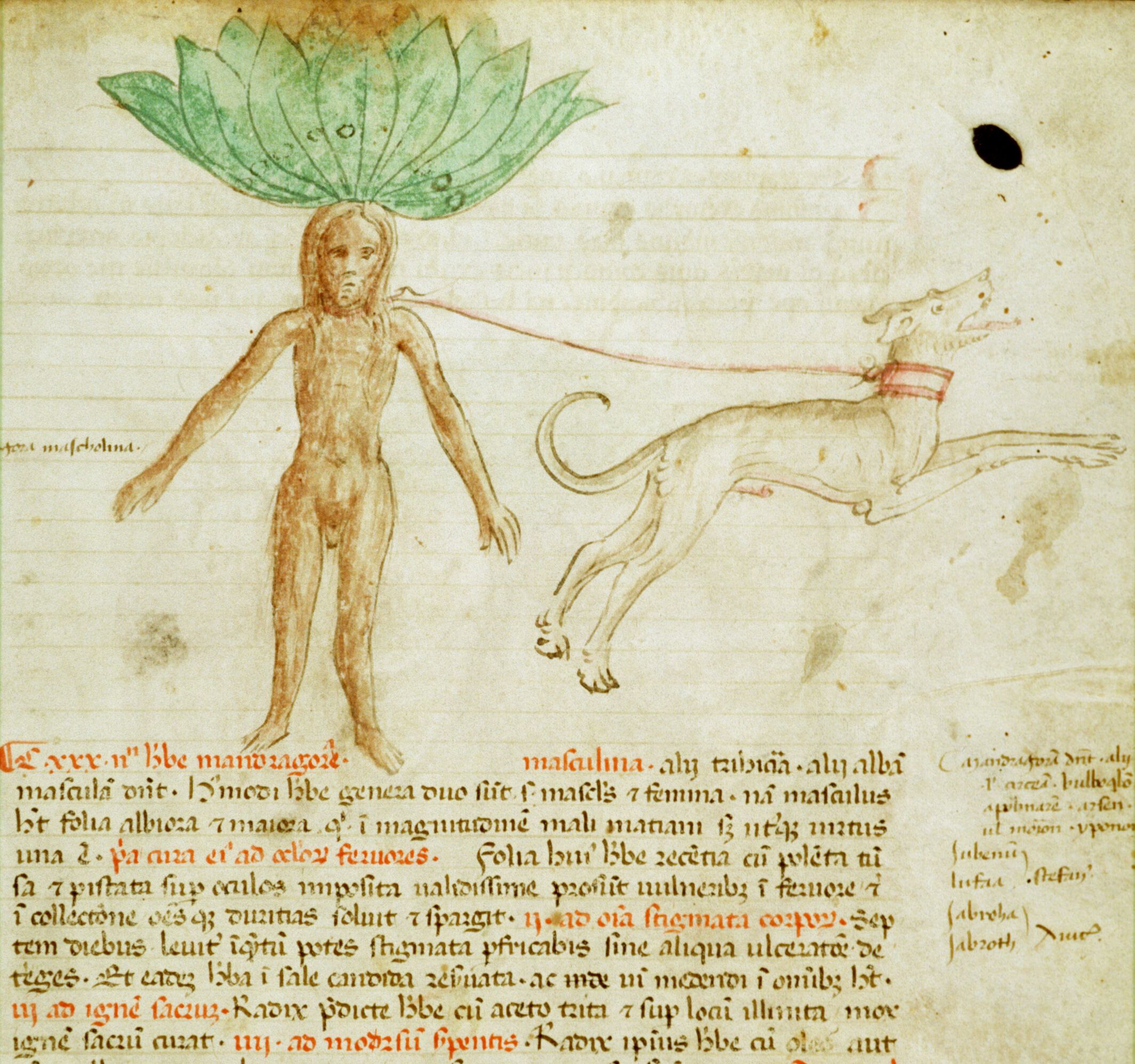 A medieval illustration of a humanoid figure with a plant growing out of its head, standing next to a four-legged animal. The image is from a herbal or botanical manuscript, and is done in a simple, stylized manner.