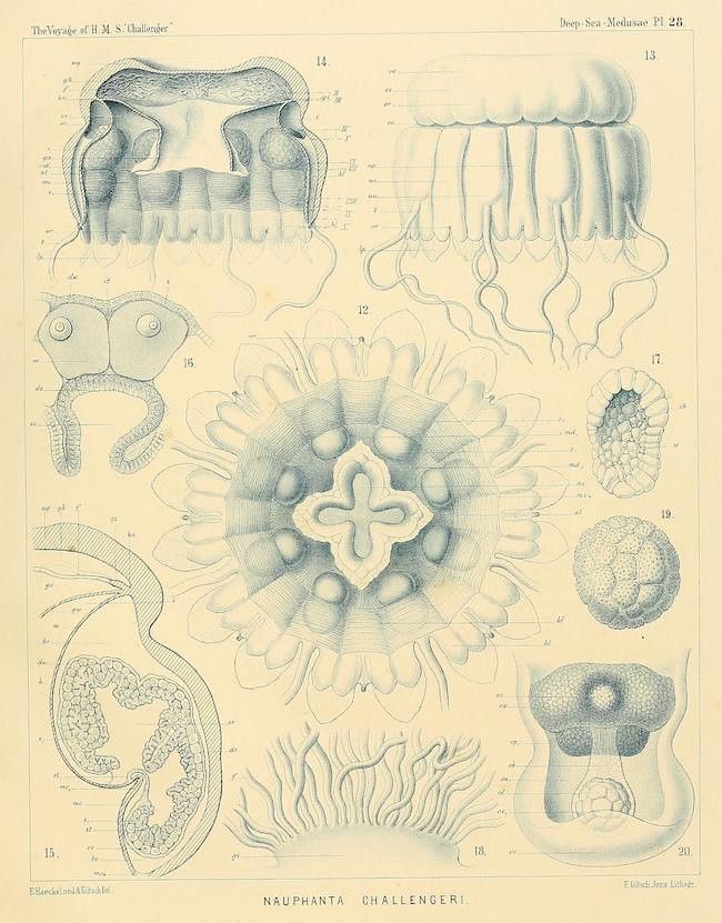A vintage scientific illustration of various jellyfish species, labeled as 'NAUPHANTA CHALLENGERI'. The illustration is presented as a plate from the 'Voyage of H.M.S. Challenger' and is labeled 'Deep-Sea Medusae Pl. 28'.
