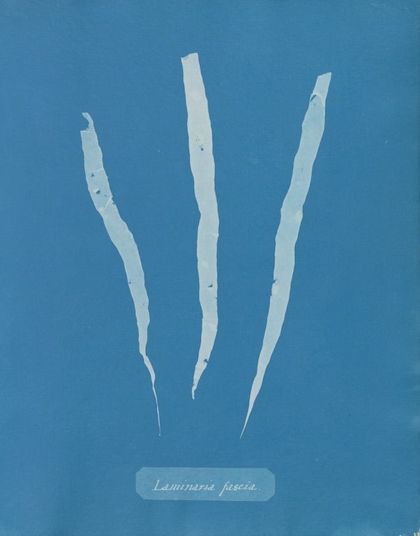 Three pale blue seaweed strands labeled 'Laminaria fascia.' against a vibrant blue background.