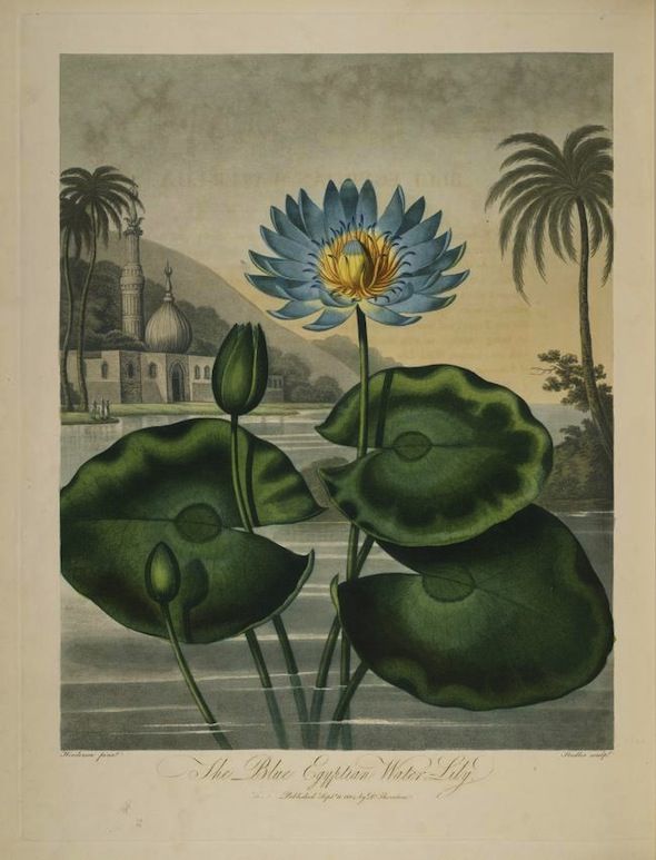 Vintage botanical illustration of a Blue Egyptian Water Lily with a blue flower, green leaves, and a background landscape with palm trees and a building.