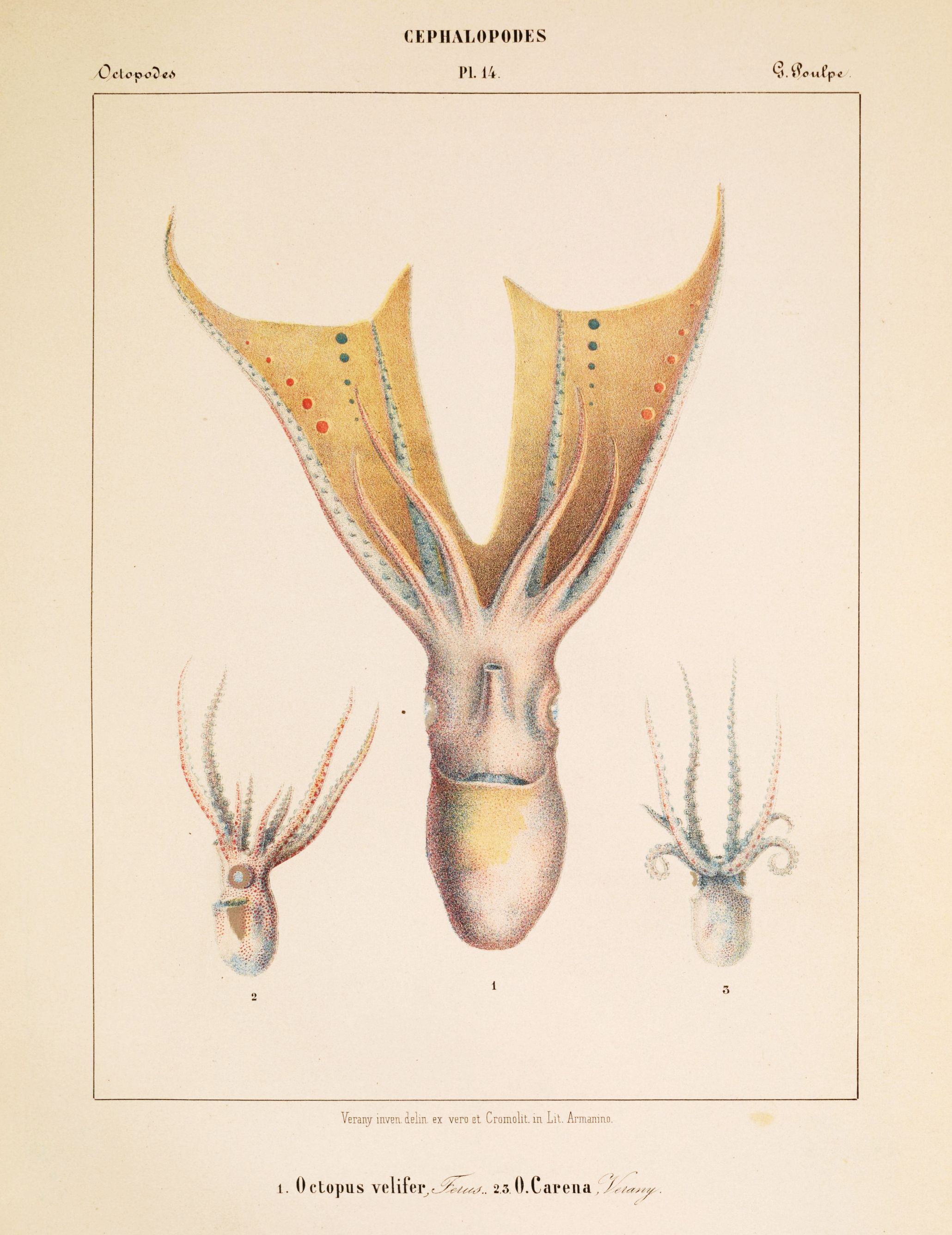 Vintage scientific illustration of three octopuses, with a central octopus featuring a feathered fringe, and two smaller side views. The plate is labeled 'Cephalopodes, Pl. 14' and signed 'G. Boulpe'.