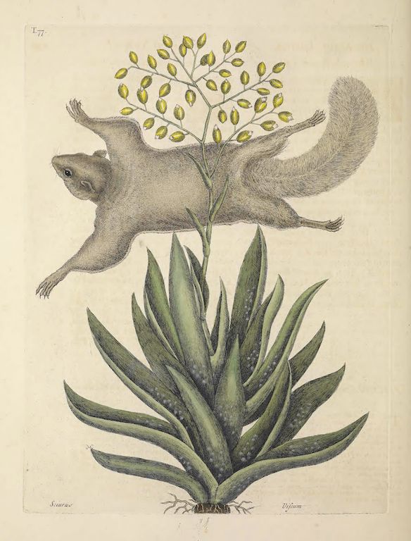 Vintage botanical illustration of a squirrel interacting with a plant.