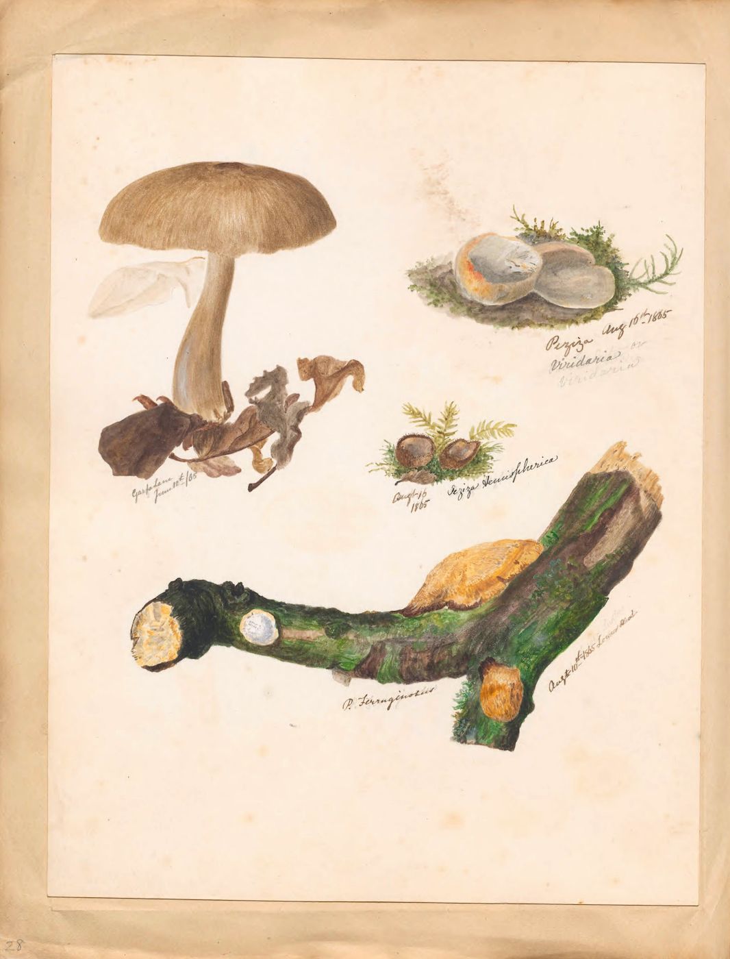 Vintage botanical illustration of various fungi and mushrooms on aged paper.