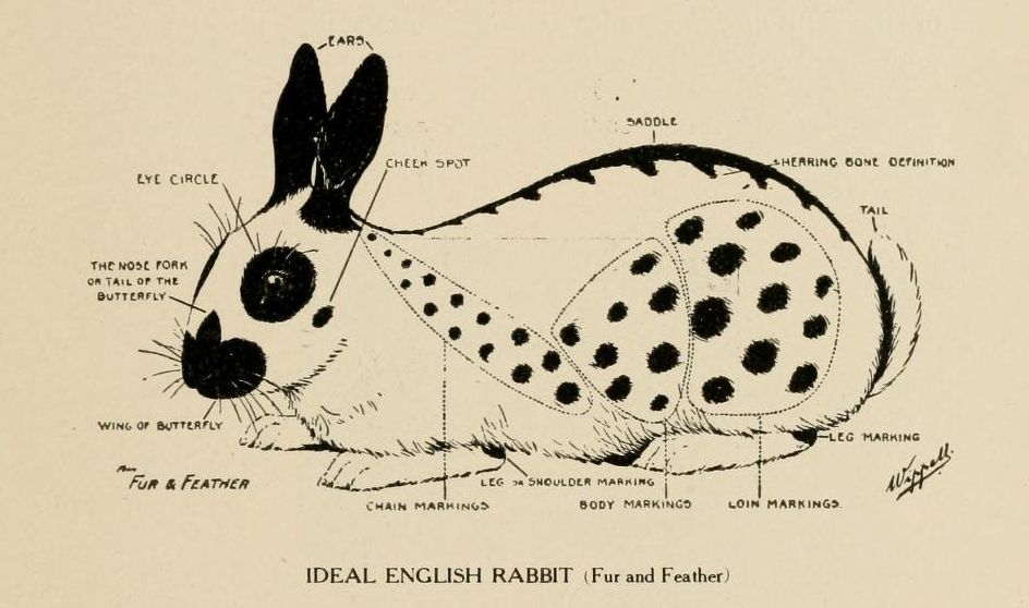 A vintage illustration of an 'Ideal English Rabbit' with detailed markings and labels.