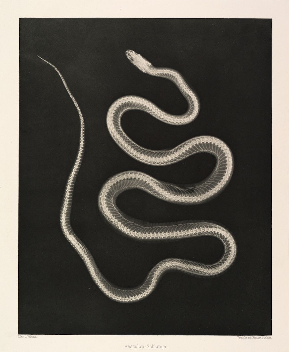 Vintage illustration of a snake skeleton against a black background.