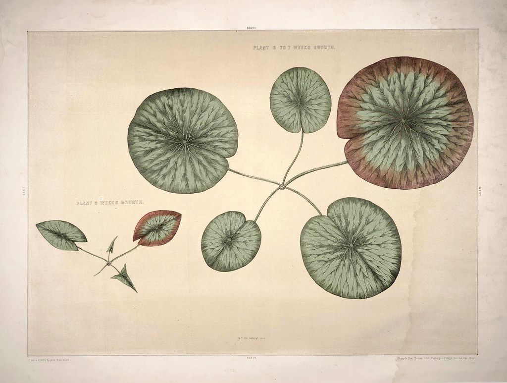 Vintage botanical illustration of a plant with round, patterned leaves.