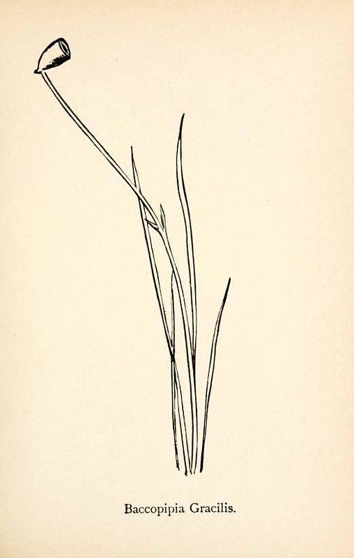Vintage botanical illustration of Baccopipia Gracilis, a slender plant with a cluster of leaves and a single drooping flower head.