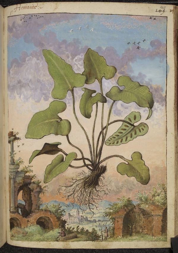 A detailed botanical illustration of a plant with heart-shaped leaves, roots, and a landscape background.