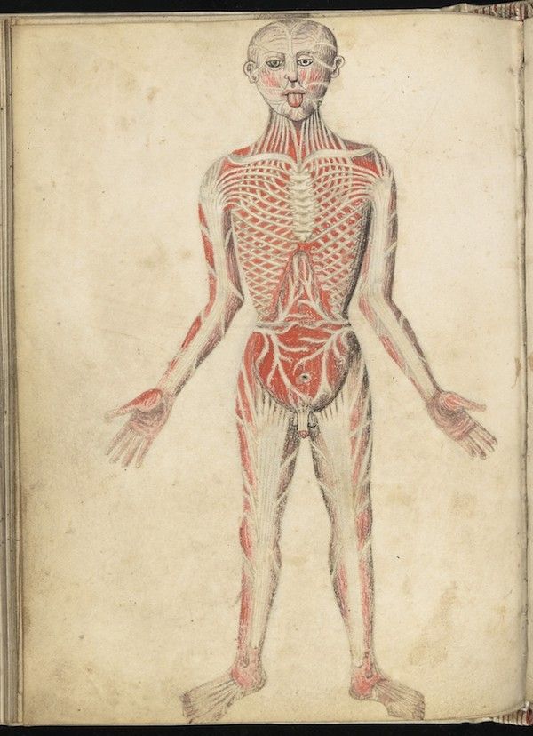 A detailed anatomical illustration of a human body from a medieval manuscript, showing muscles and rib cage in red against pale skin.