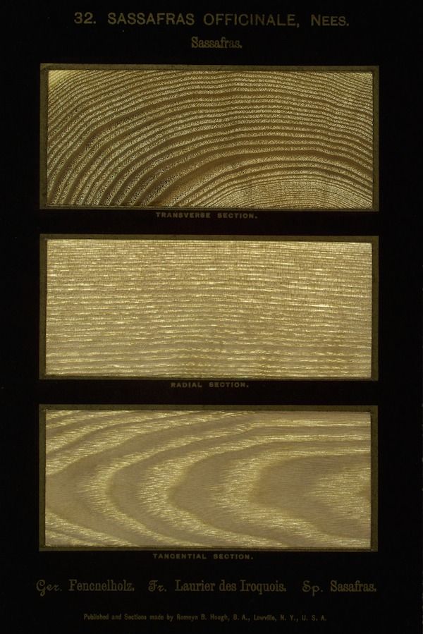 Vintage botanical illustration of Sassafras wood sections.