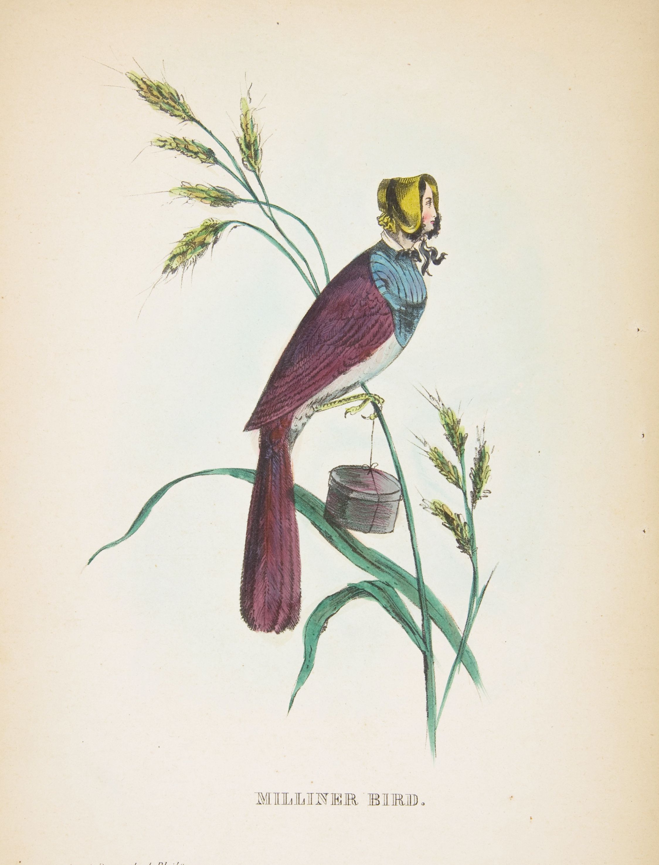 Vintage illustration of a 'Milliner Bird' wearing a hat and lace, perched on a plant with wheat stalks.