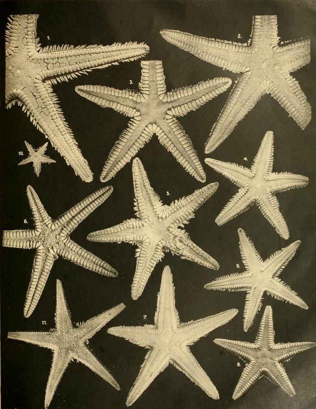 Vintage illustration of eleven starfish species numbered 1 to 11 against a dark background.