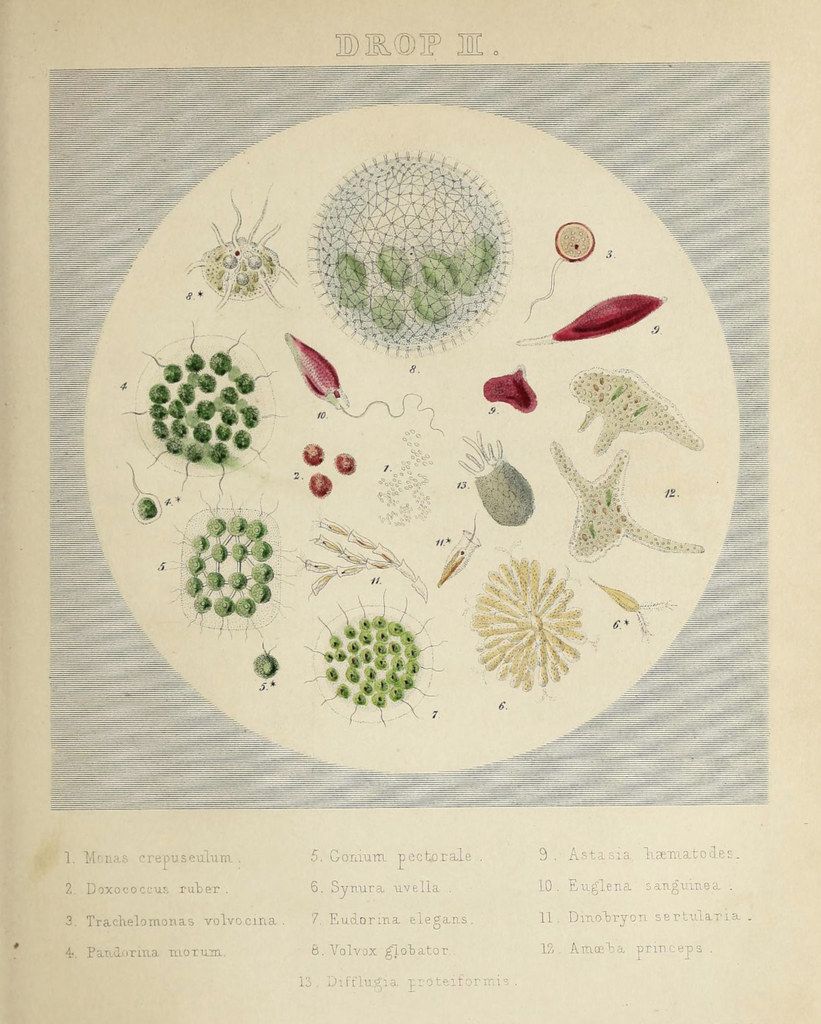 Vintage scientific illustration of 13 microorganisms labeled with Latin names in a circular diagram.