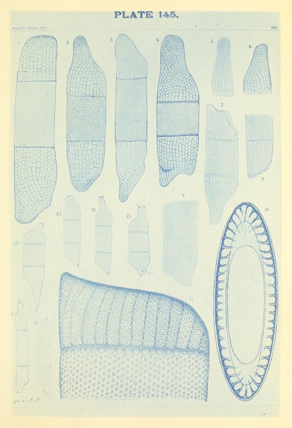 Vintage scientific illustration of various diatom species, Plate 145 from a diatom atlas, rendered in delicate blue line work.