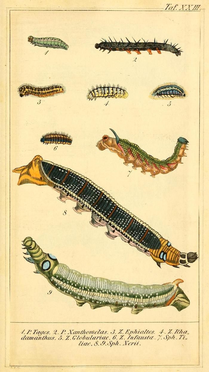 Vintage botanical illustration of nine different caterpillars, labeled with numbers and scientific names.