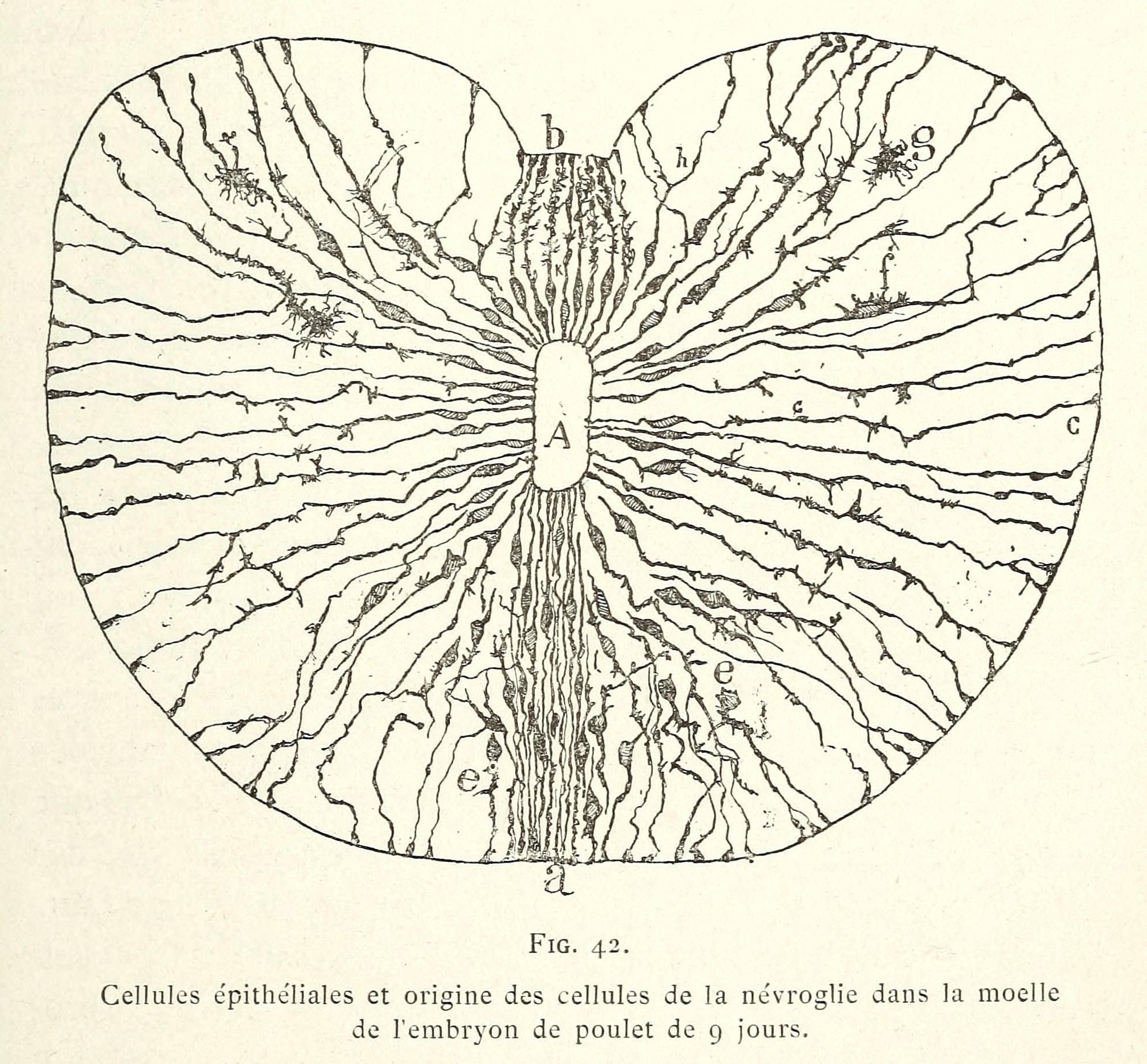 A vintage scientific illustration of a 9-day-old chicken embryo's neural crest cells and their origin within the marrow.