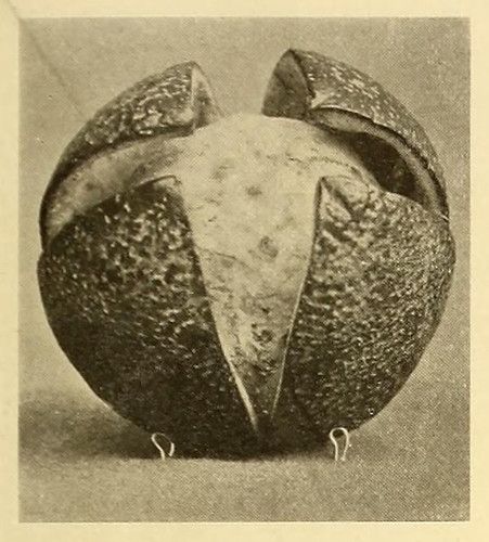 Vintage black and white photograph of a partially peeled citrus fruit with pins stuck into its bottom.
