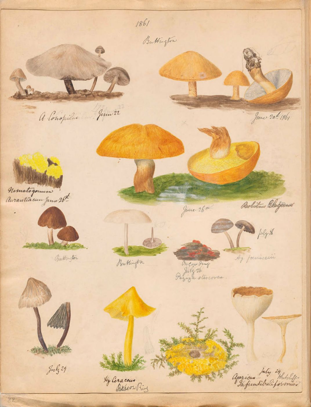 Vintage botanical illustration of various mushrooms, dated 1861, with handwritten labels and detailed renderings of each species.