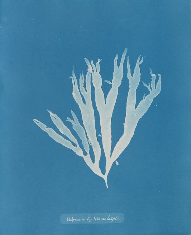 Cyanotype of seaweed with scientific name