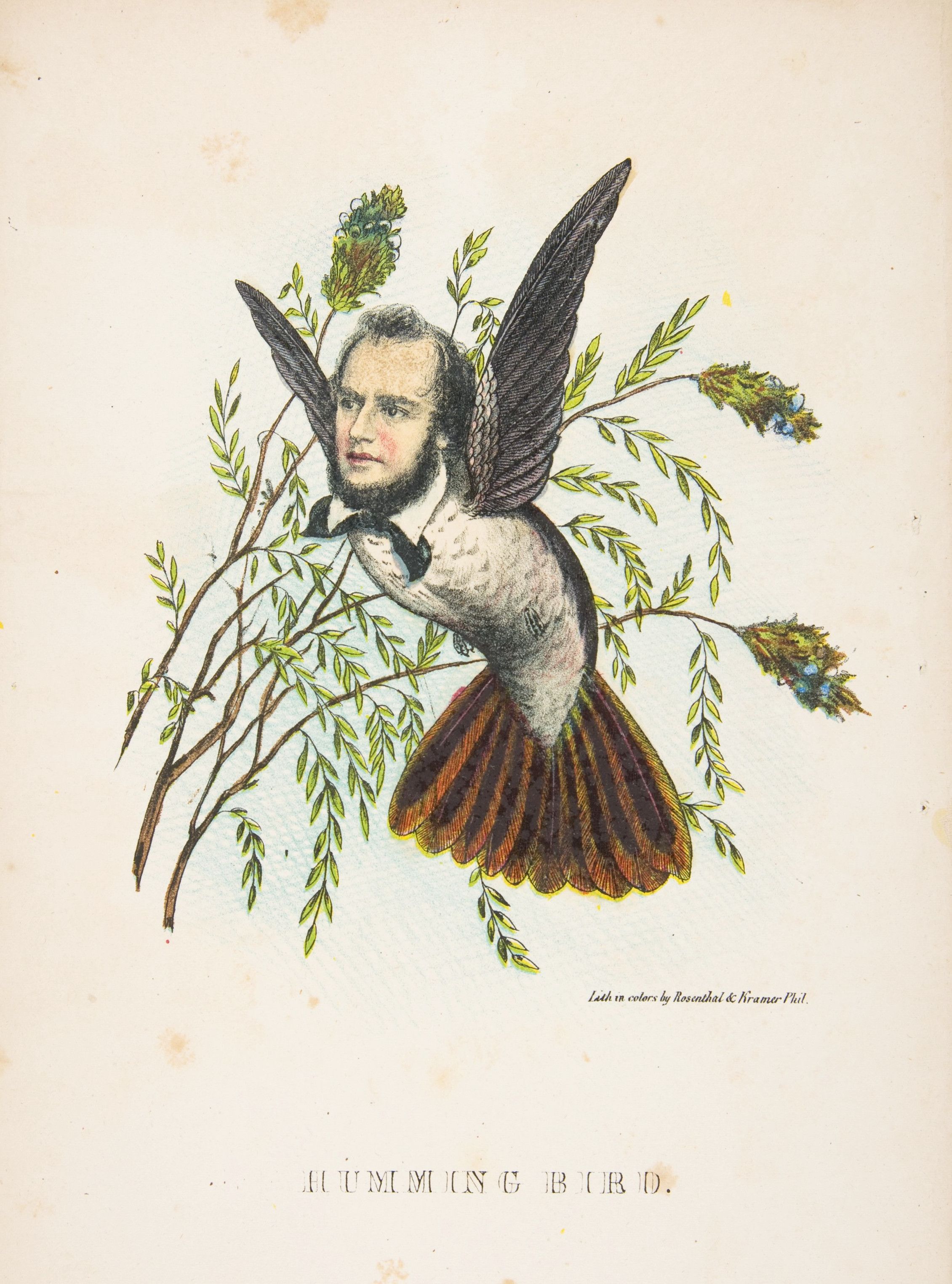 Vintage illustration of a hummingbird with a man's portrait for a head, surrounded by plant branches.