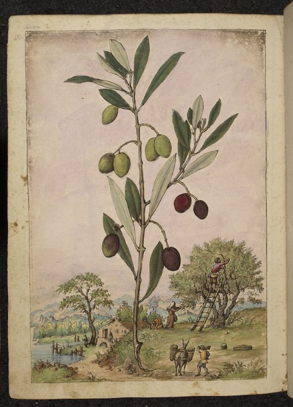 Illustration of an olive branch with olives, and a landscape scene with people harvesting olives and tending to animals.