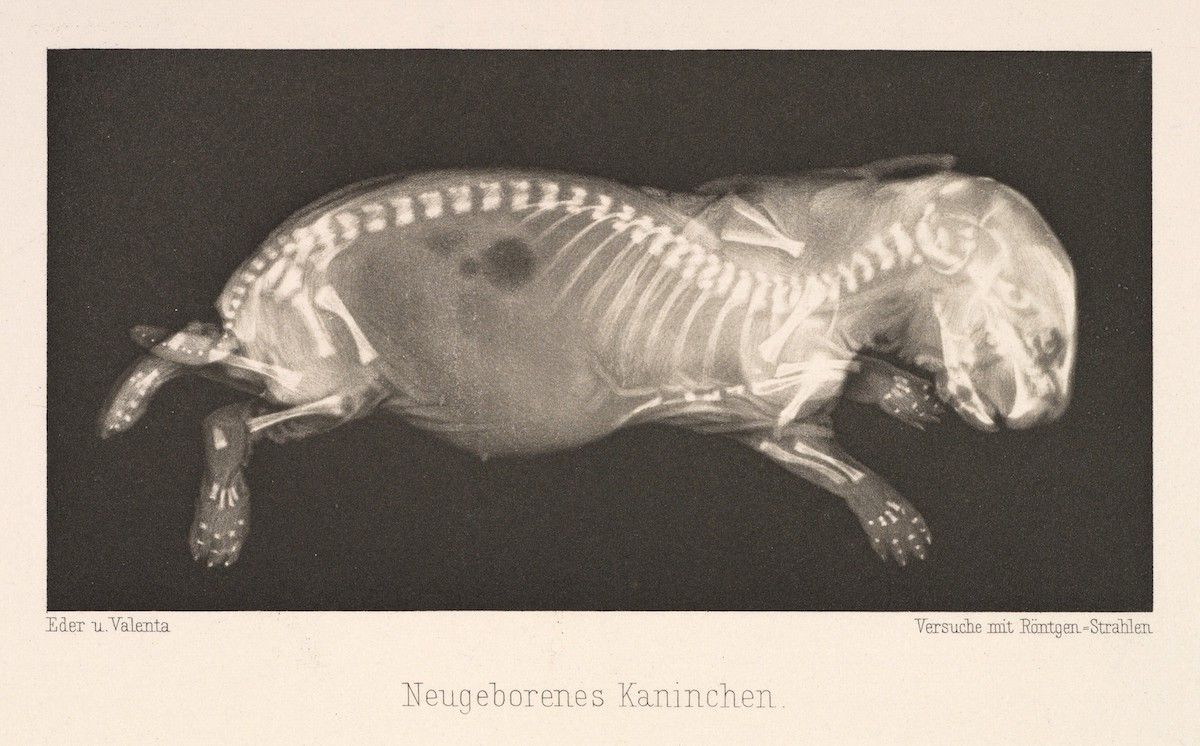 Vintage x-ray photograph of a newborn rabbit, showing its skeletal structure.