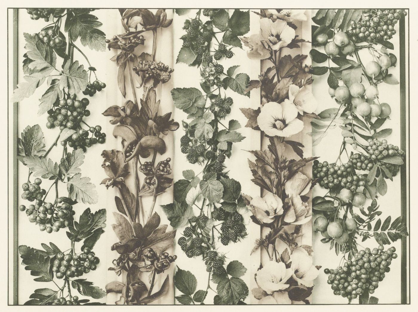 A vintage botanical illustration featuring a dense arrangement of berry-bearing vines, flowers, and foliage in muted shades of green, sepia, and cream.