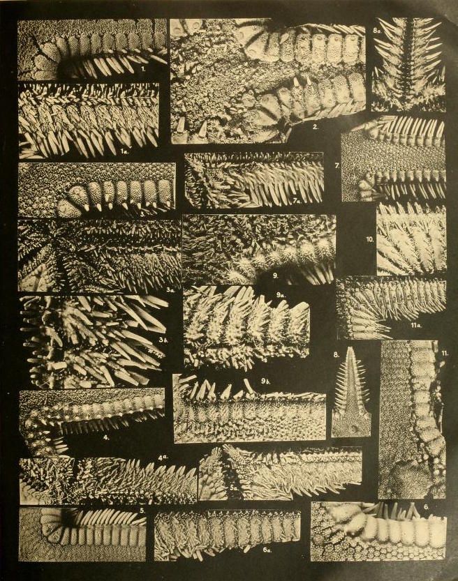 A black and white scientific illustration showing a grid of microscopic images of various crystal formations, numbered from 1 to 11 with some having 'a' or 'b' designations.