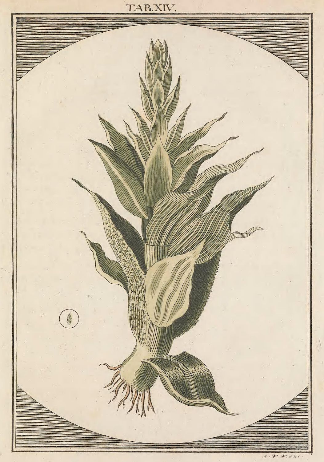 Vintage botanical illustration of a plant with detailed leaves, flowers, and roots, framed within an oval border.