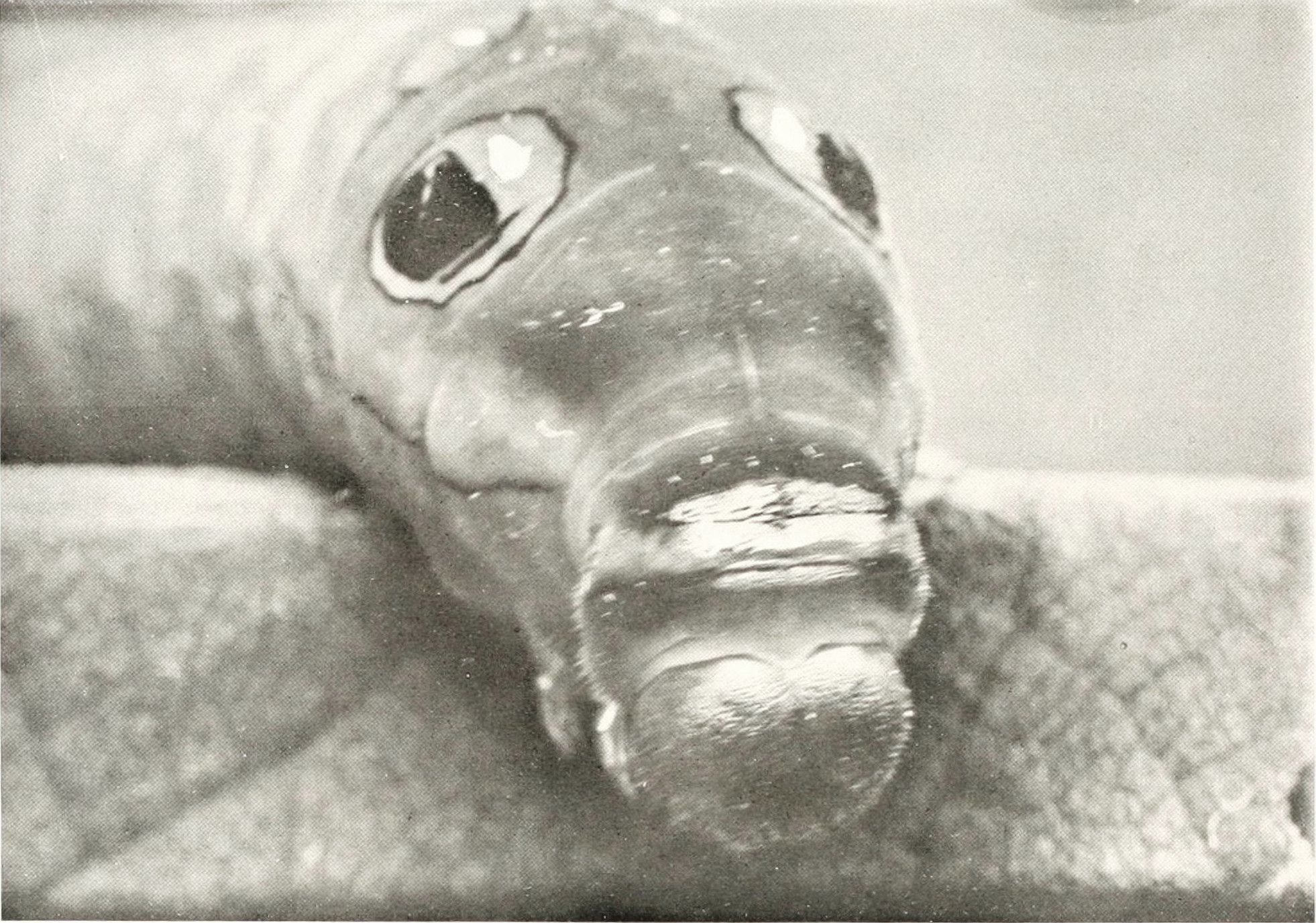 Close-up of a seal's face underwater.