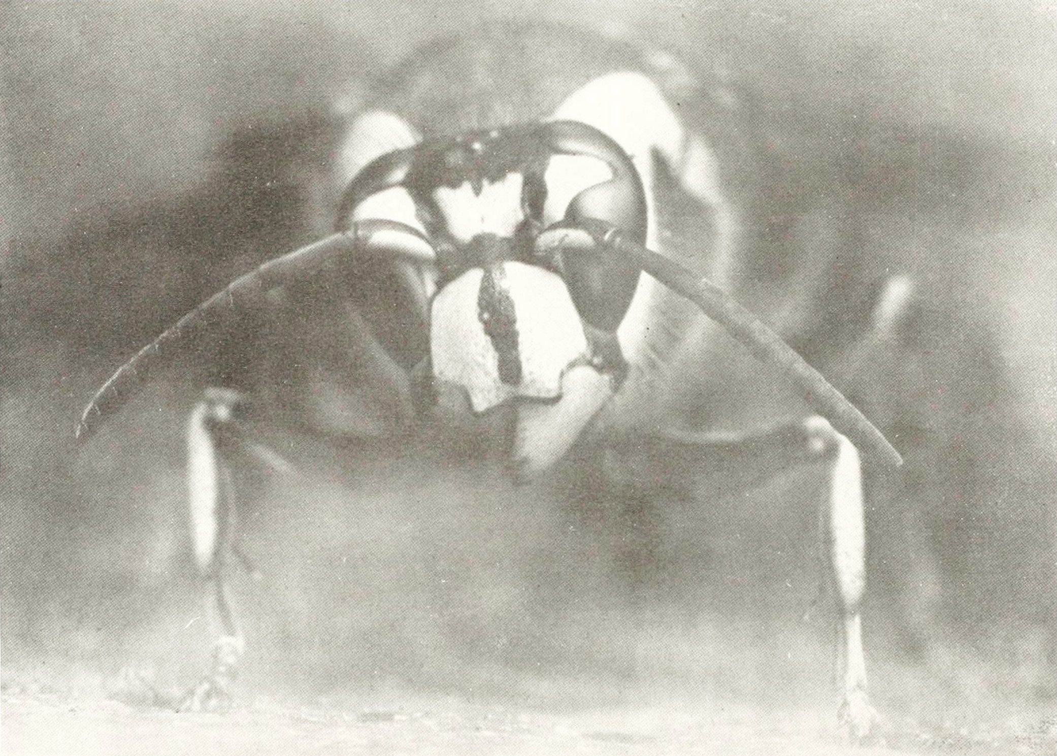 Close-up black and white photograph of an insect with striped body and long antennae.