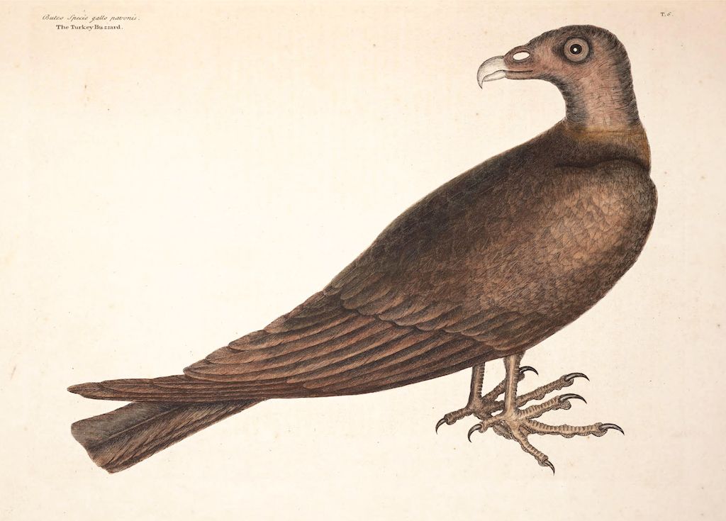 Vintage illustration of a Turkey Buzzard in profile.