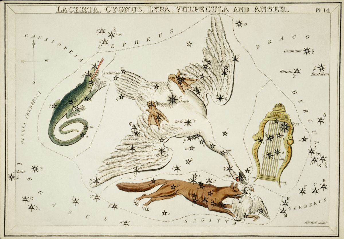 A vintage celestial map titled "LACERTA. CYGNUS. LYRA. VULPECULA AND ANSER." It depicts several constellations with detailed illustrations of their corresponding mythical creatures.