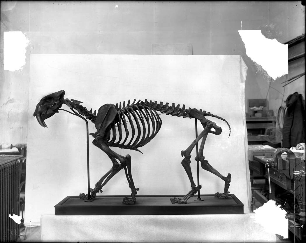 A black and white photograph of an animal skeleton displayed in a museum or exhibit room.
