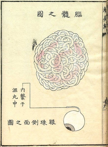 Vintage anatomical diagram of the eye, showing a complex network of blood vessels and a simplified illustration of a human eye.