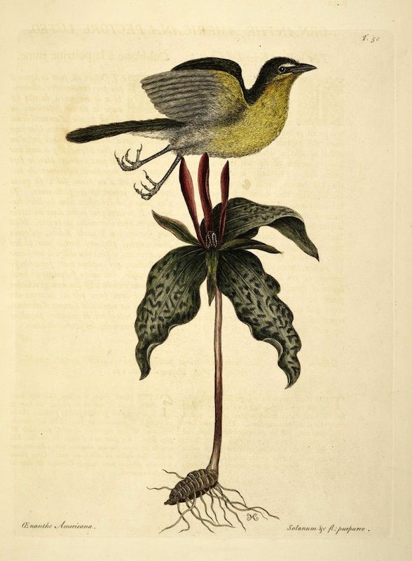 Vintage botanical illustration of a bird perched on a plant with large, patterned leaves and purple flowers.