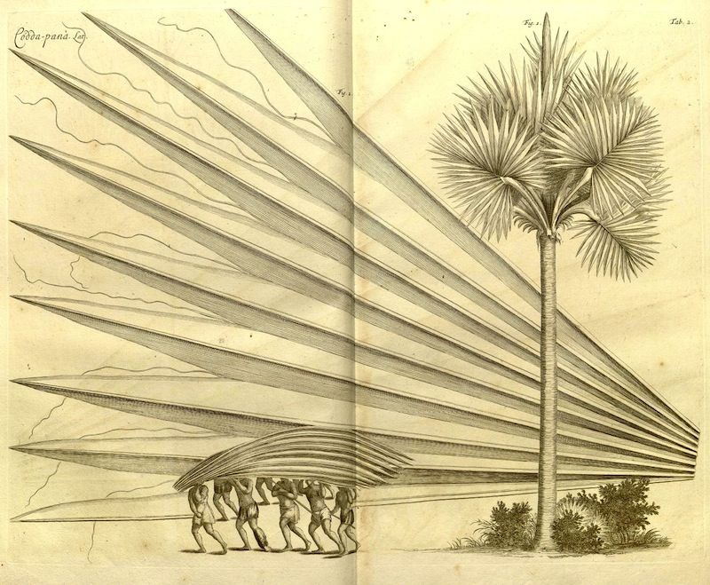 Vintage botanical illustration of a palm tree and its leaf, with a group of people carrying the leaf as a shelter.