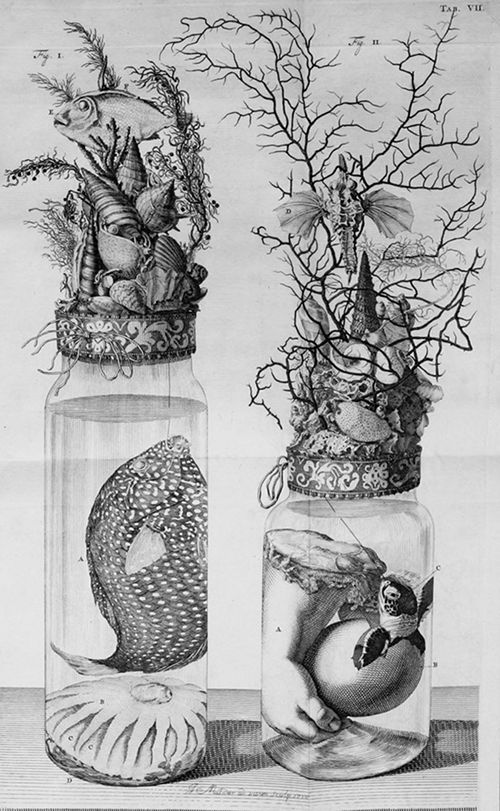 A vintage black and white illustration of two glass jars containing preserved marine specimens, including fish, coral, and shells.