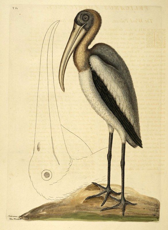 Vintage ornithological illustration of a saddle-billed stork standing on a hill with a pencil sketch of a wing and egg.