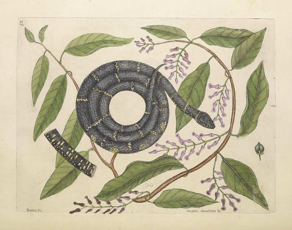 Vintage botanical illustration of a dark snake coiled among green leaves and pink flowers.