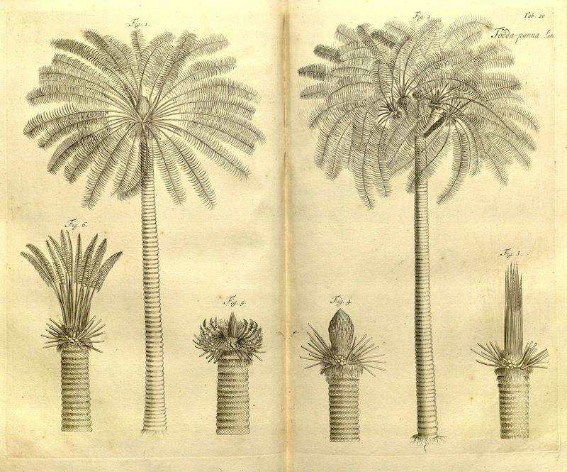 Vintage botanical illustration of palm tree growth stages.