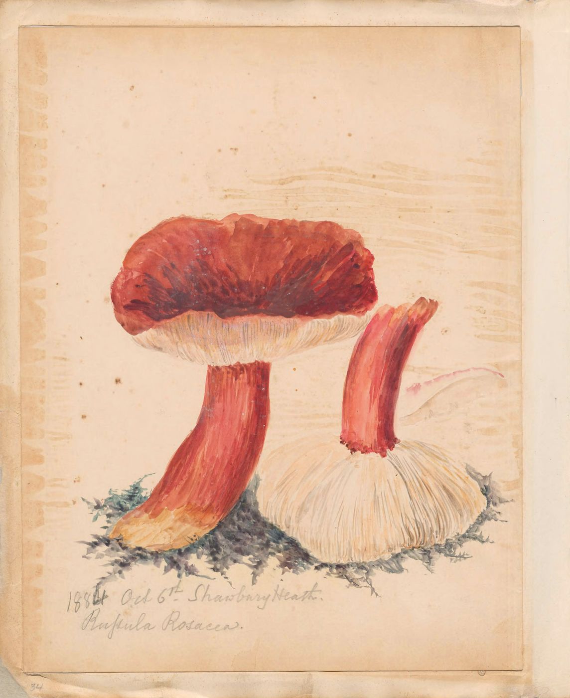 Watercolor painting of two reddish-orange mushrooms with pale beige stems on a cream-colored paper.